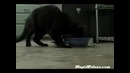 Шотландский кот