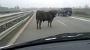 Бык на проезжей части