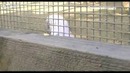 Умный какаду использует инструменты для добычи пищи