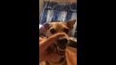 Пёс не любит вертикальное видео хД