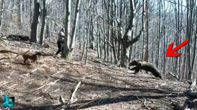 Животные Устраивают Настоящее Безумие! Лучшие Редкие Случаи на Камеру