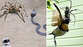 Пауки в Деле / Паук против Змеи, Скорпиона, Птиц