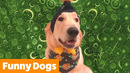 Cutest Silly Dogs | Funny Pet Videos