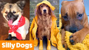 Silliest Cute Dogs | Funny Pet Videos