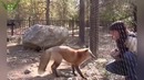 Дружба диких животных и людей (подборка друзей)