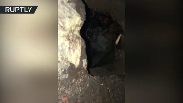 В Белгородской области спасли собаку, просидевшую в выгребной яме четыре дня
