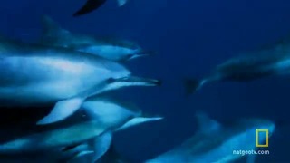 Великолепные дельфины