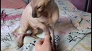 Лысая киска l опыты над котом
