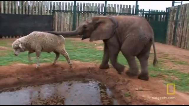 Баран подружился с осиротевшим шестимесячным слоненком