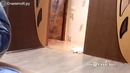 Спонтанное кошачье безумие