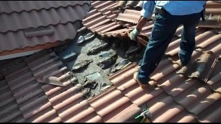 Летучие мыши под крышей в Майами