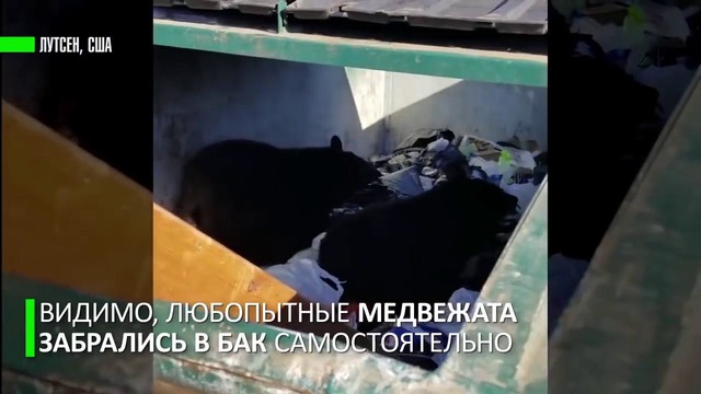 Работники американского курорта обнаружили в мусорном баке медвежат