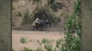 Удивительные моменты из жизни диких животных