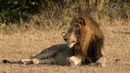 Прирожденные короли / Brothers in Blood: The Lions of Sabi Sand 2015