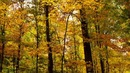 Beautiful Autumn