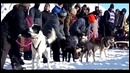 Поющий собака