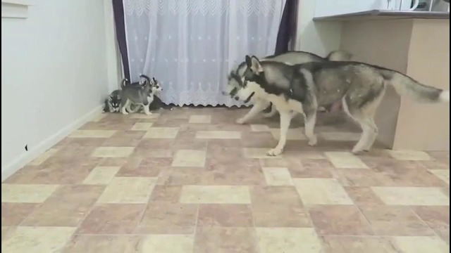 Папа-хаски играет со своими с щенками-детками