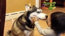 Baby Loves Siberian Husky Dog
