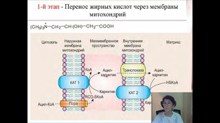 ОКИСЛЕНИЕ ЖИРНЫХ КИСЛОТ