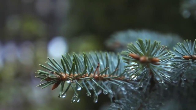 Степы больше нет