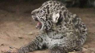 Ещё два детёныша редкого ягуара родились в Аргентине