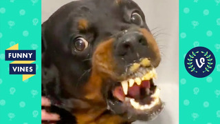 «DEMON DOG » | TRY NOT TO LAUGH – CUTE CATS & FUNNY DOGS