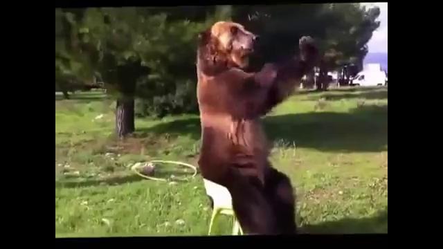 Дрессированный медведь на стуле