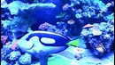 США. Красотища: Где купить Морской аквариум, кораллы, рыбки, МАГАЗИН в Орландо, Цены