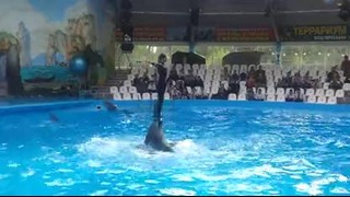 Киев – дельфинарии